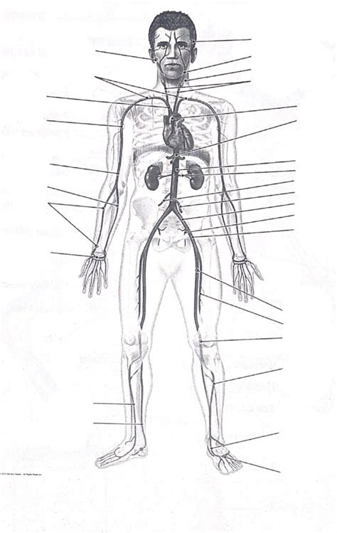 Anatomy Final Exam Review Diagrams Diagram Quizlet