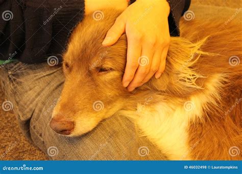 Dog Love Stock Photo Image Of Loyal Love Dogs Colored 46032498