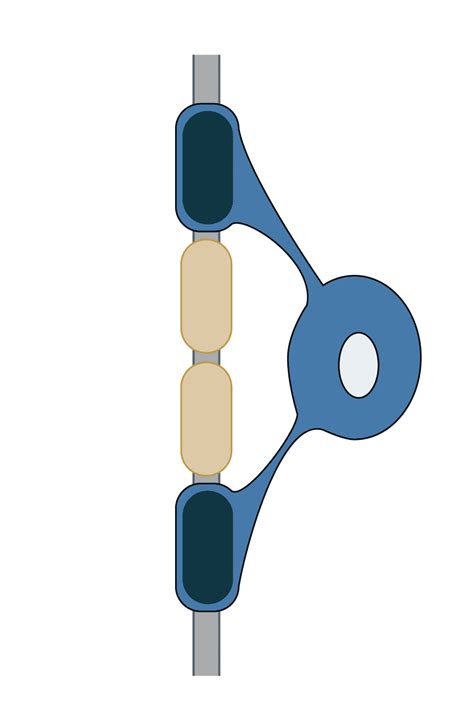 Oligodendrocyte Markers | Antibodies.com