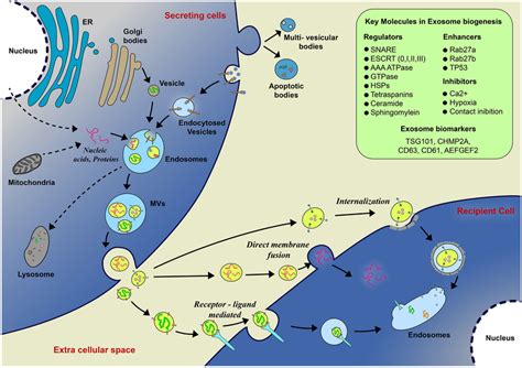 Schematic Diagram Of Exosome Biogenesis Exosome Biogenesis Starts The