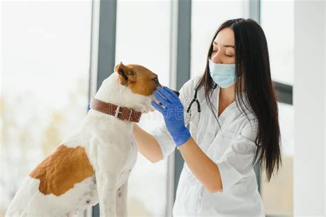 Veterinarian Examining Dog. Vet and Animal Concept. Stock Photo - Image of check, medical: 244795442