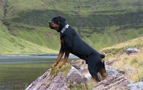 Rottweiler Tail Docking Debate - Ethics and Perspectives