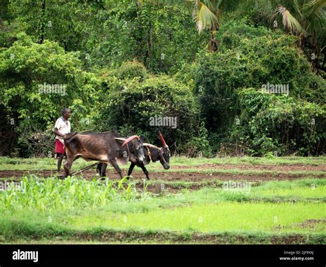 Antiquated Method Of Ploughing With The Help Of Cattle At Village Kudal