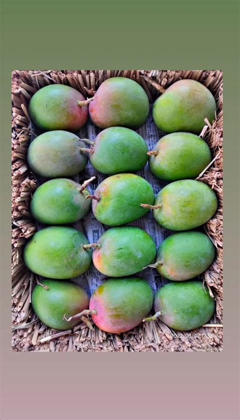 Green Totapuri Mango Carton At Rs 3500 20 Container In Ratnagiri ID