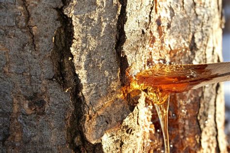 Harvesting Maple Syrup from Trees during the Spring for Production and ...