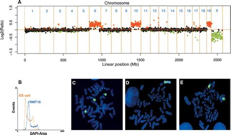 A Whole Genome Mouse BAC Microarray With 1 Mb Resolution For Analysis