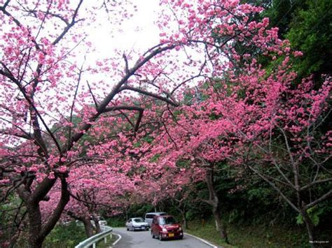 冲绳几月开樱花2019冲绳樱花 随意云