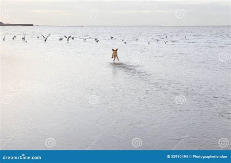 追逐鸟的狗在海洋海滩 库存照片 图片 包括有 天空 沿海 交配动物者 小珠靠岸的 户外 性能上 33910494