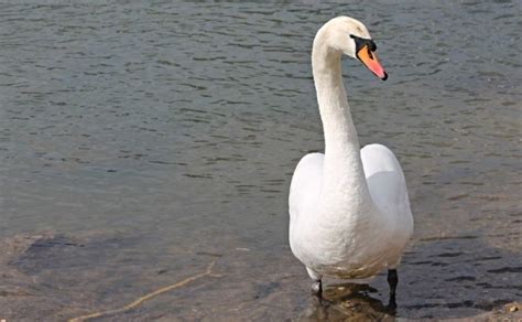 Mute Swan Facts: Identification, Diet, Migration Info etc. - Binocular Base