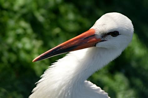 Kostenlose foto Vogel Flügel Tierwelt Porträt Schnabel Feder