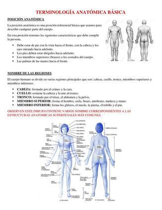 Qu Es La Posici N Anat Mica Anatom A Del Cuerpo Humano Cuerpo Humano