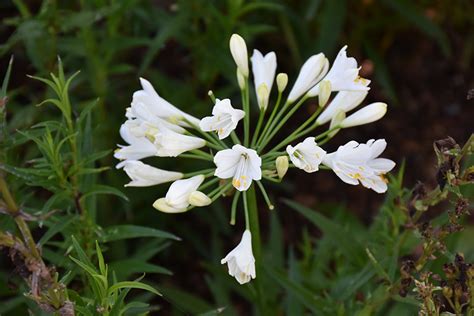 Ever White Agapanthus Agapanthus WP001 In Reno Sparks Lake Tahoe