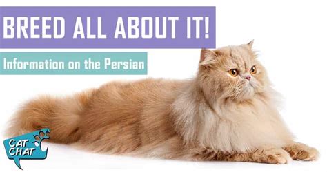 Persian Cat Breed - Facts And Traits | Pet Hero