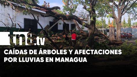 Se salvan de morir aplastados por frondoso árbol tras lluvias en