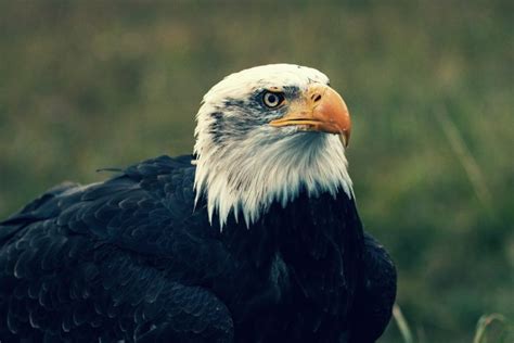 🦅 ¡estas Son Las Águilas MÁs Grandes Del Mundo