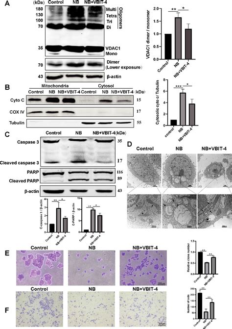 Figure 2 From HSP90 C Terminal Domain Inhibition Promotes VDAC1