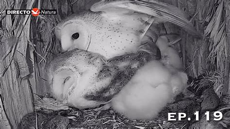 Barn Owl Nest ep 119Lechuzas en el nido DIRECTO Cámara 38 Ávila