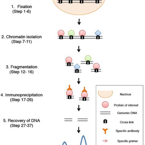 Pdf Protocol Chromatin Immunoprecipitation From Arabidopsis Tissues