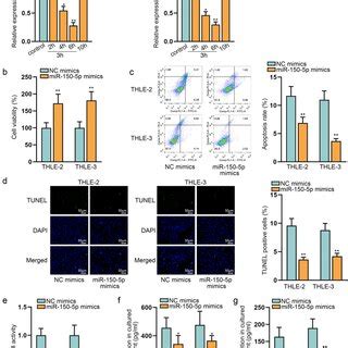 MiR 150 5p Regulates Viability Apoptosis And Inflammatory Reaction Of