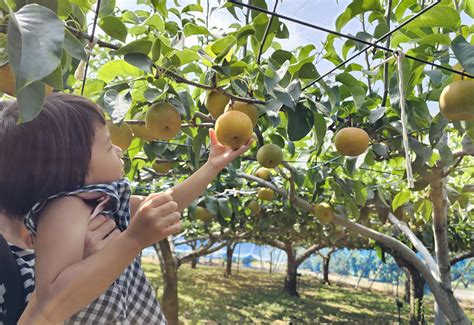 【日帰り・埼玉】2024年最新 梨狩りスポット4選！予約不要の農園も