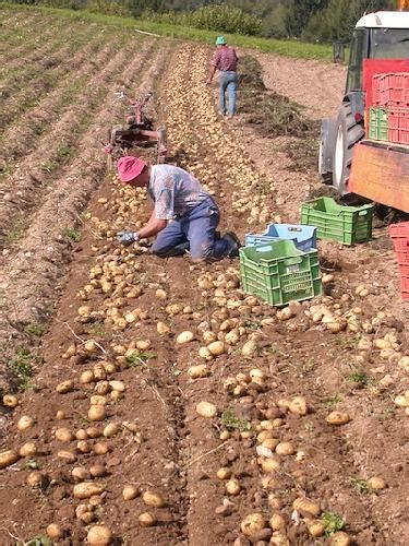 Trentino Produzione Di Patate In Calo Rispetto Al 2009 News Fitogest