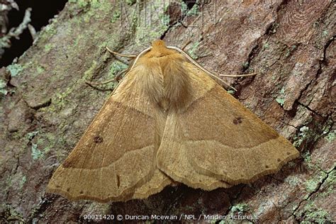 Scalloped Oak Moth Stock Photo Minden Pictures