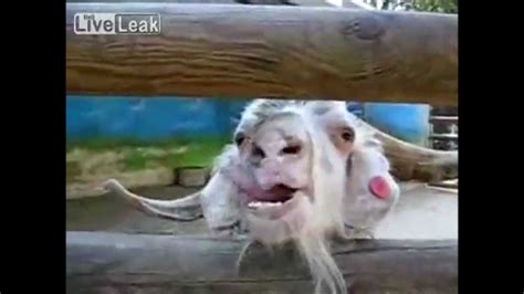 Weird Goat Compilation Youtube