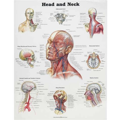 Head And Neck Anatomy Poster Hitech Therapy Online