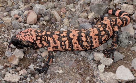 Gila Monster Heloderma Suspectum11 Chiricahua Mountains Flickr