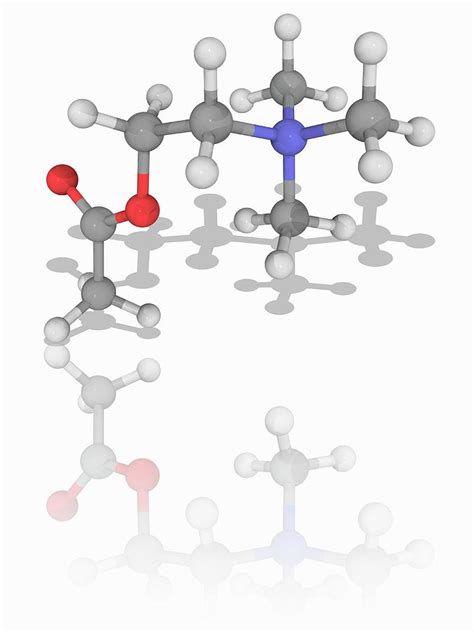 Acetylcholine Organic Compound Molecule Photograph By Laguna Design