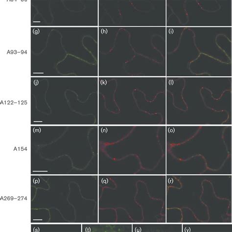 Subcellular Localization And Intercellular Movement Of The Wild Type