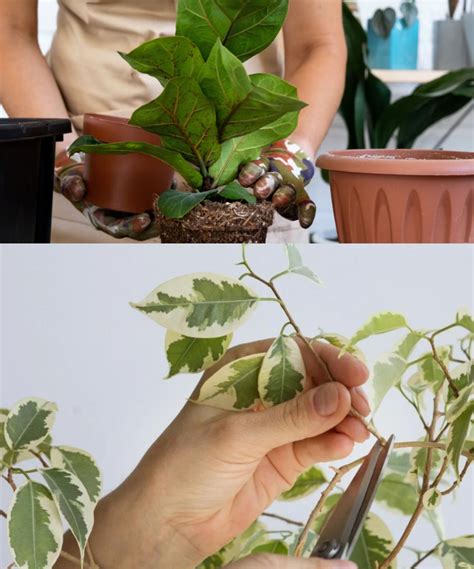 Come Potare Un Ficus Benjamina E Quando Eseguire Una Potatura Severa