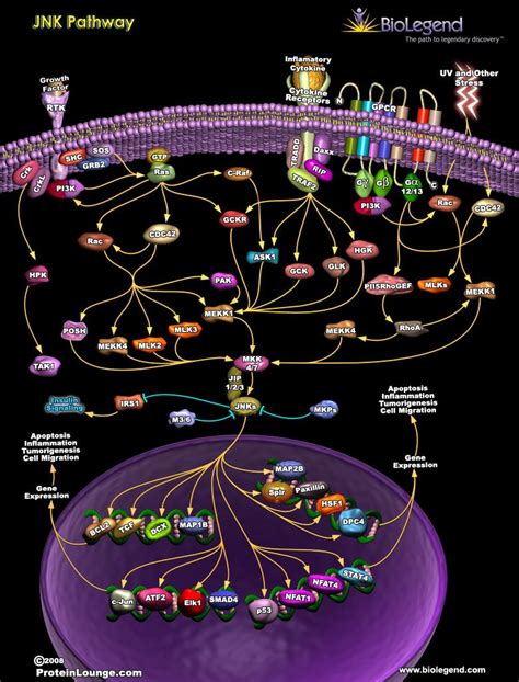 Jnk Pathway Molecular Biology Biochemistry Medical Knowledge