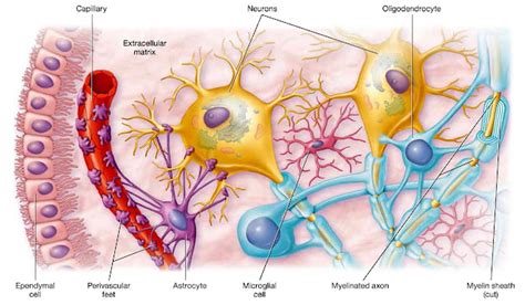 Neuroglial Cells Function