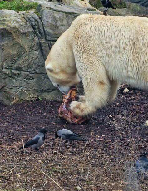 Vertical Closeup of a Polar Bear Eating Meat Near a Stone, Crows Near Stock Image - Image of ...