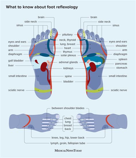 Foot Reflexology Chart In Chinese