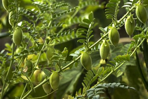 Como cultivar grão de bico para uma fonte saborosa de proteína