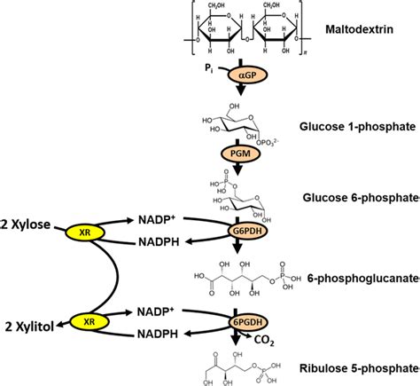 The Four Enzyme Pathway From Maltodextrin To Ribulose 5 Phosphate For