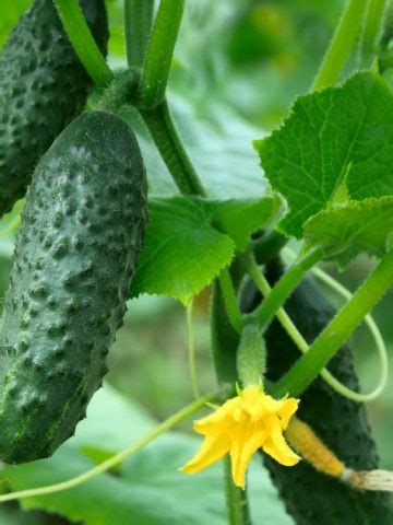 Great Companion Plants For Watermelon Herbvity