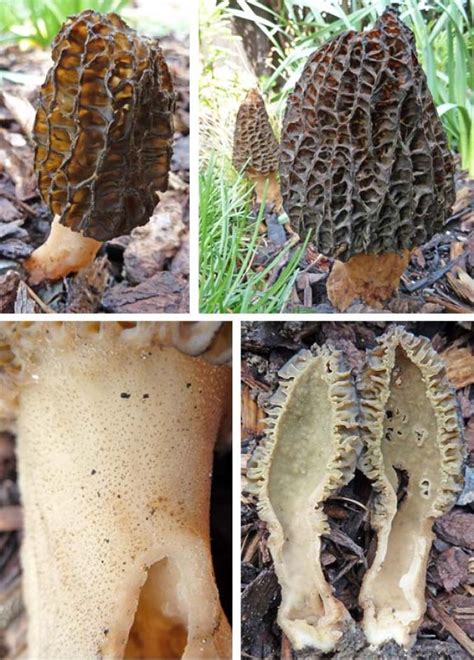 Wonders In The Woodchip The Black Morel The Mushroom Diary Uk Wild