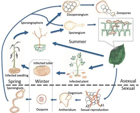 Figure 1 From How Sexual Reproduction Affects The Population Biology Of Phytophthora Infestans