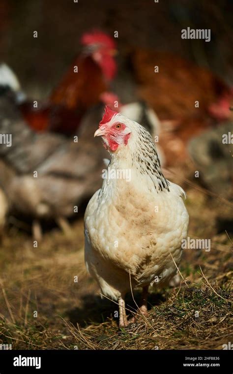 Domestic Chicken Gallus Gallus Domesticus Farm Free Range Dung