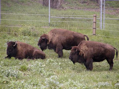 OCC: Yellowstone Bison and Hybrid Bison