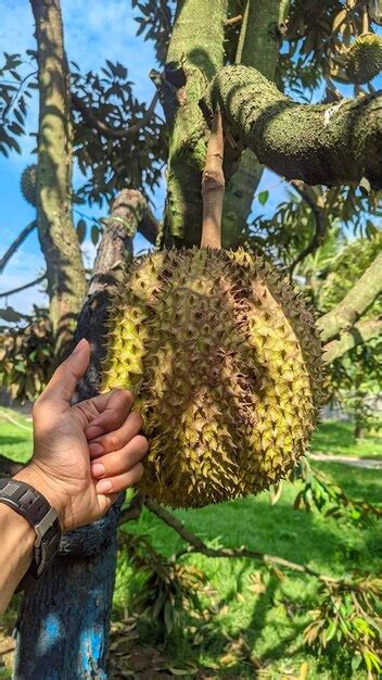 Premium Photo | Durian montong is large has a very good taste