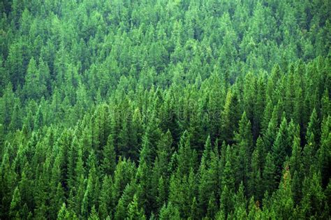 Lush Green Pine Forest Forrest Environment Preservation Stock Image