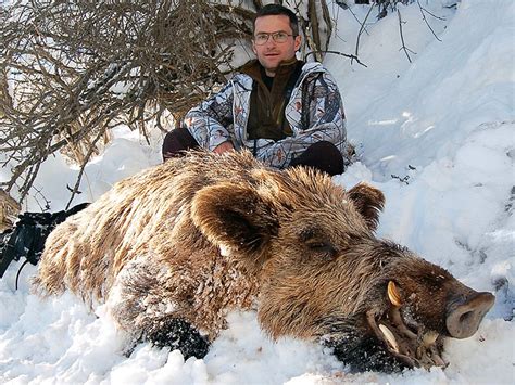 Chasse Aux Sangliers Au Tadjikistan Profihunt Profihunt