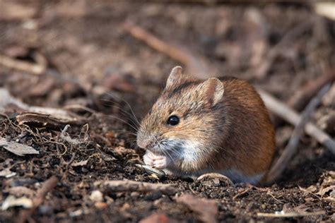 Field Mouse Images – Browse 11,406 Stock Photos, Vectors, and Video | Adobe Stock