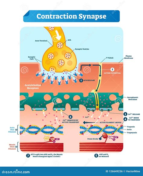 Synapse Structure Diagram