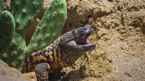 Gila Monster Facts Can They Kill You Where Do They Live And More