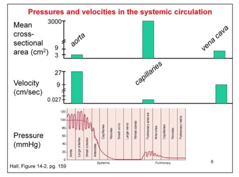 Physiology Week Circulation And Hemodynamics Flashcards Quizlet